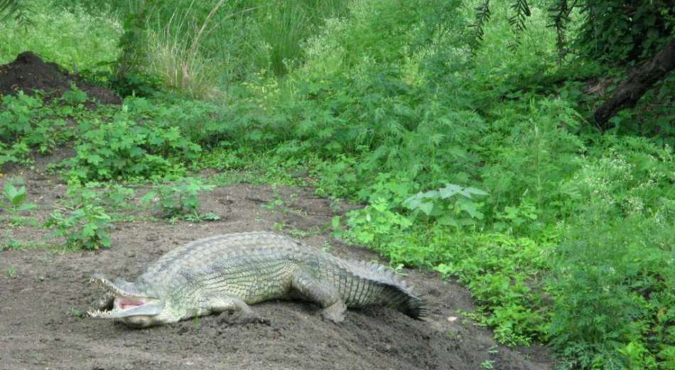 Van Vihar National Park