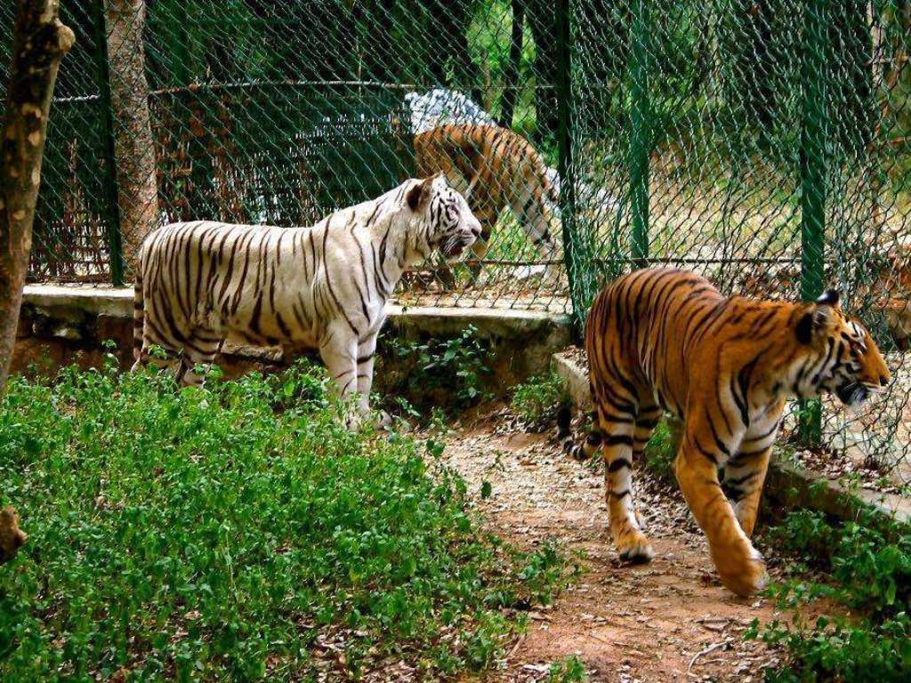 Bannerghatta National Park  @indiaataglance.com